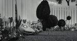 Frankenweenie - image 15