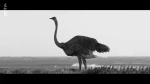 The Ostrich Politic / La Politique de l'Autruche - image 19